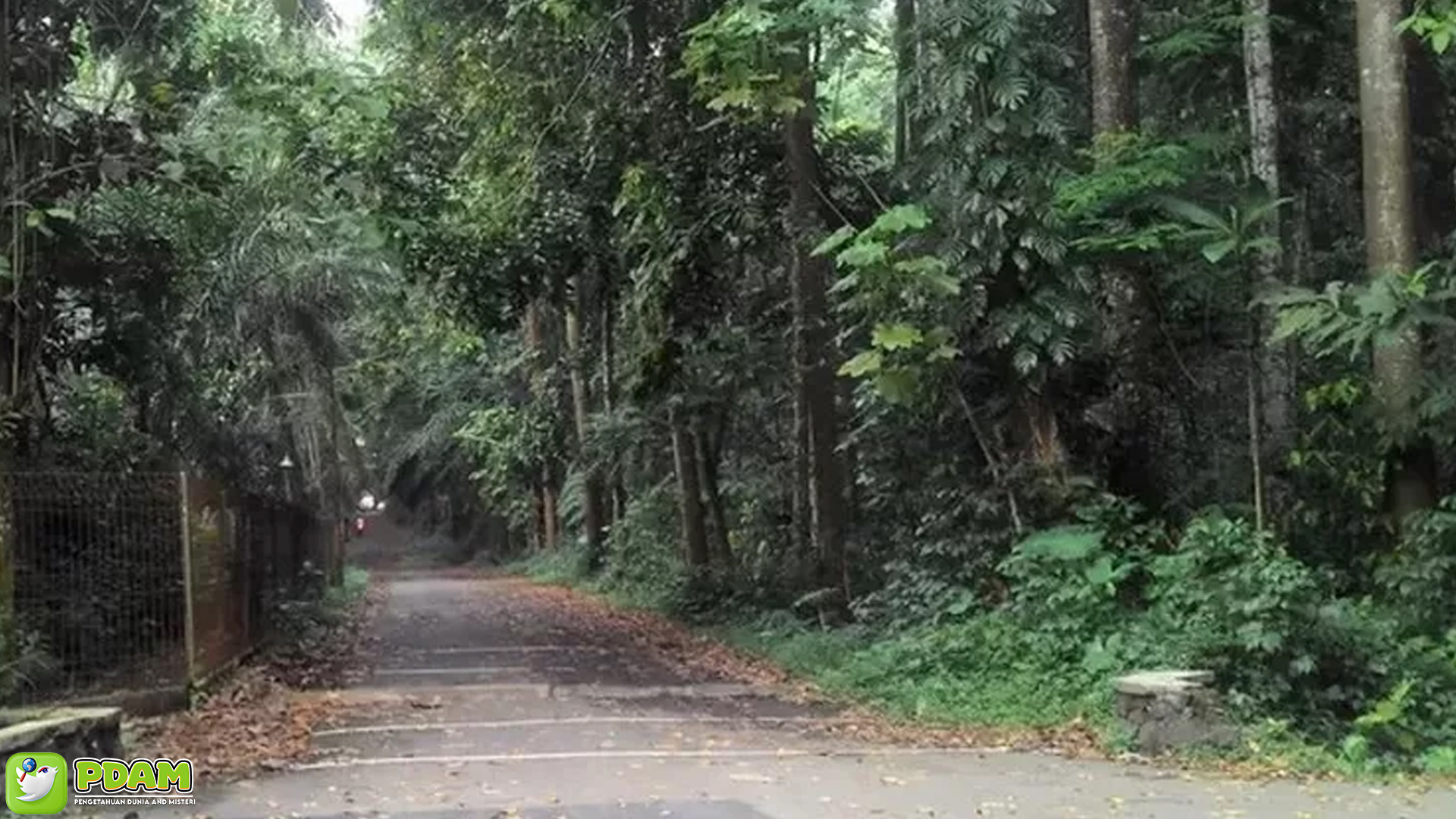 Keajaiban dan Misteri Hutan CIFOR: Adakah Rahasia Alam