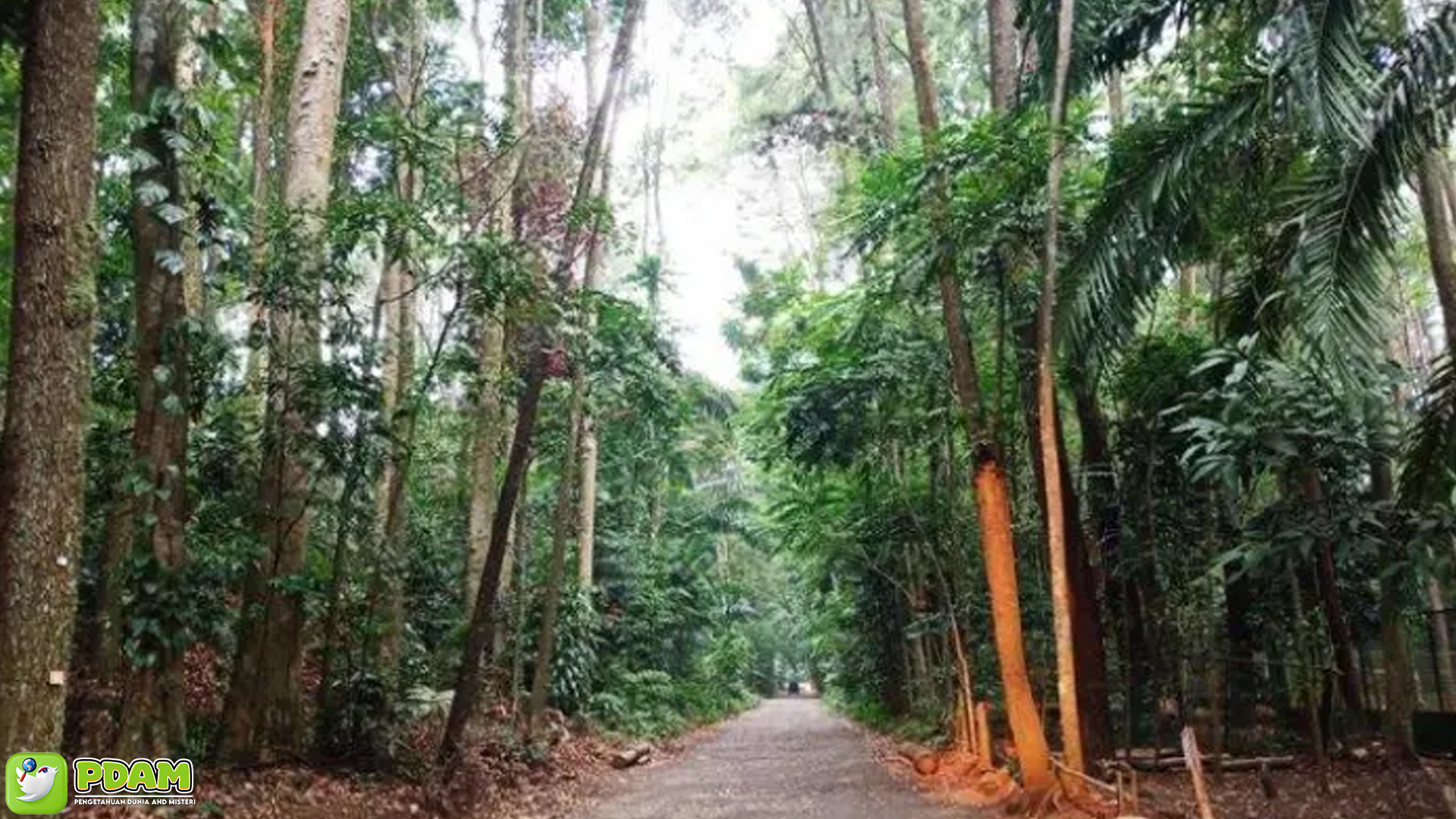 Keajaiban dan Misteri Hutan CIFOR: Adakah Rahasia Alam