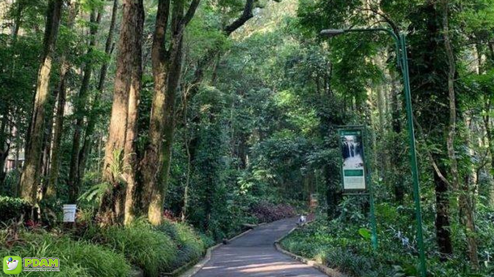 Taman Hutan Raya: Menyingkap Misteri di Tengah Hutan Belantara