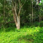 Mengungkap Misteri Bukan Terpendam Asli di Desa Besari