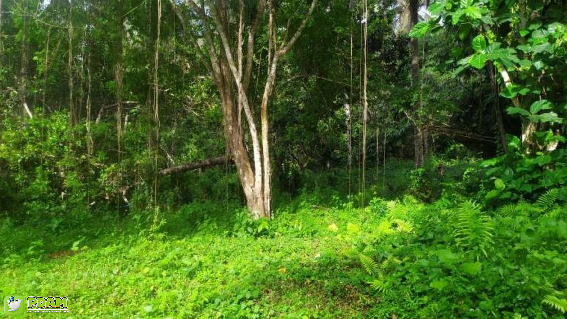 Mengungkap Misteri Bukan Terpendam Asli di Desa Besari