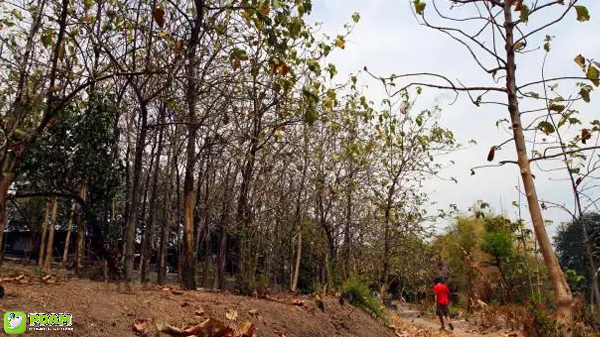 Misteri Taman Sekartaji: Keindahan yang Menyimpan Rahasia