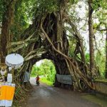 Menyibak Misteri Pohon Bunut Bolong, Ikon Ajaib Bali