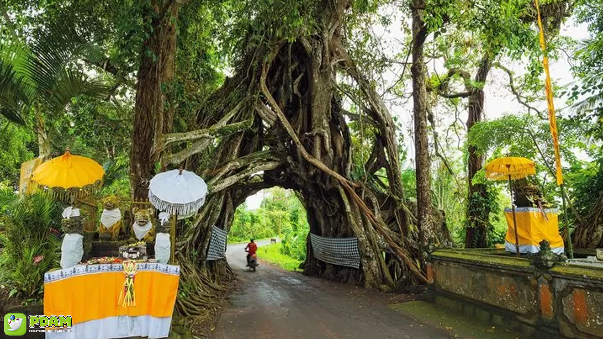 Menyibak Misteri Pohon Bunut Bolong, Ikon Ajaib Bali