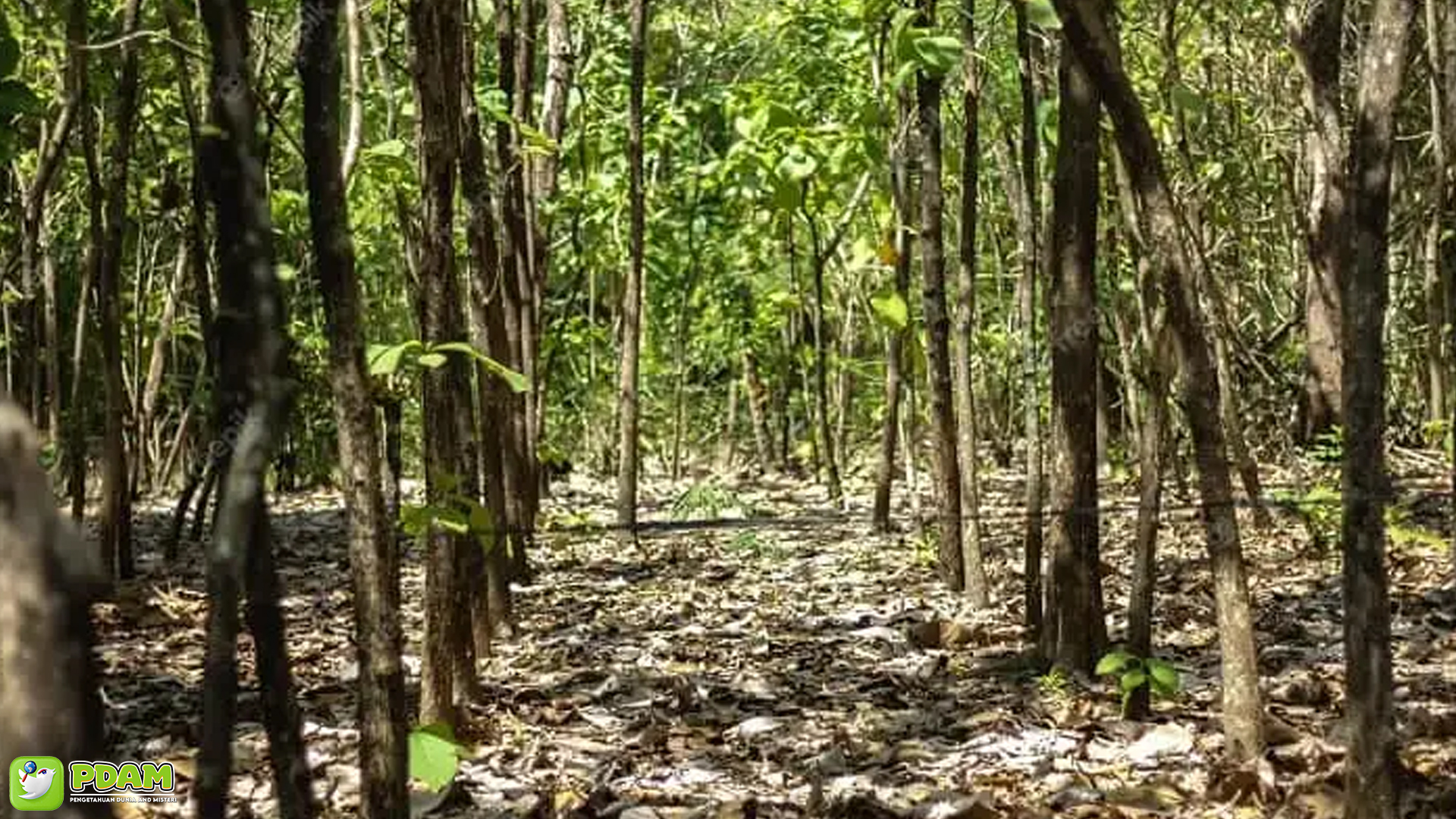 Hutan Jati Blora: Tempat di Mana Misteri & 5 Cerita Mistis Bertemu