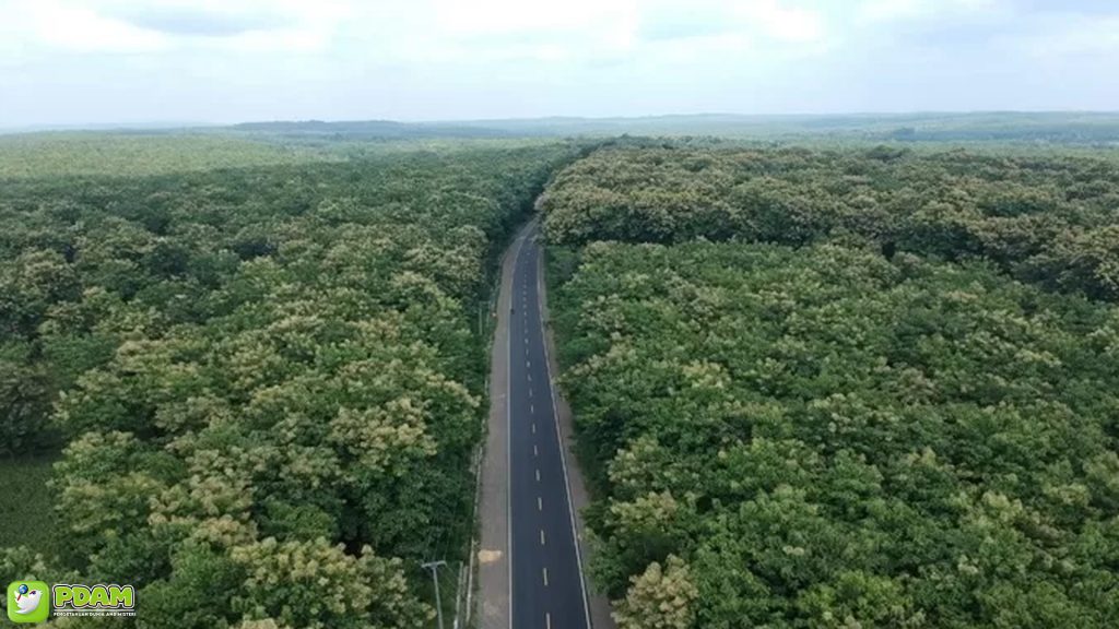 Hutan Jati Blora: Tempat di Mana Misteri & 5 Cerita Mistis Bertemu 1 Hutan Jati Blora: Tempat di Mana Misteri & 5 Cerita Mistis Bertemu