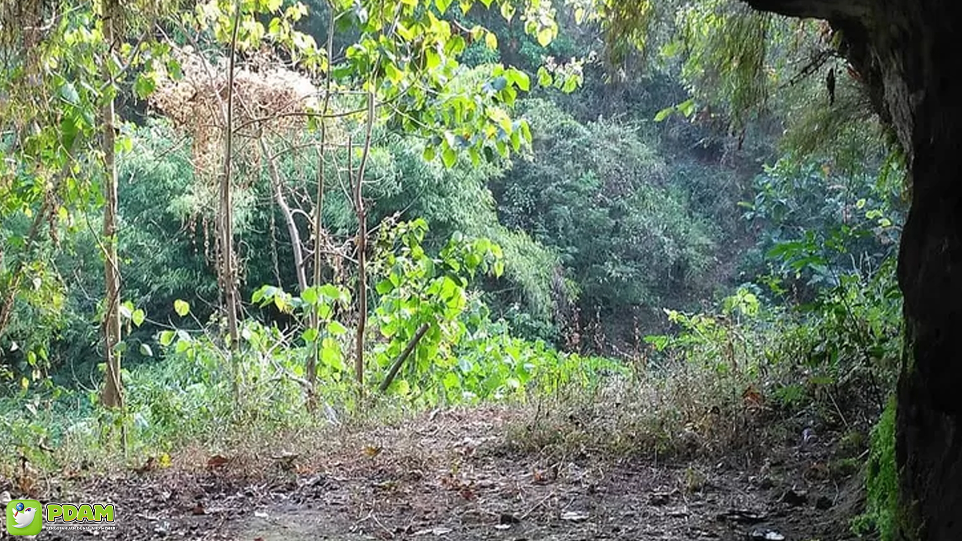 Cerita Mistis Mencekam di Gua Laler dengan 4 Kejadian Aneh