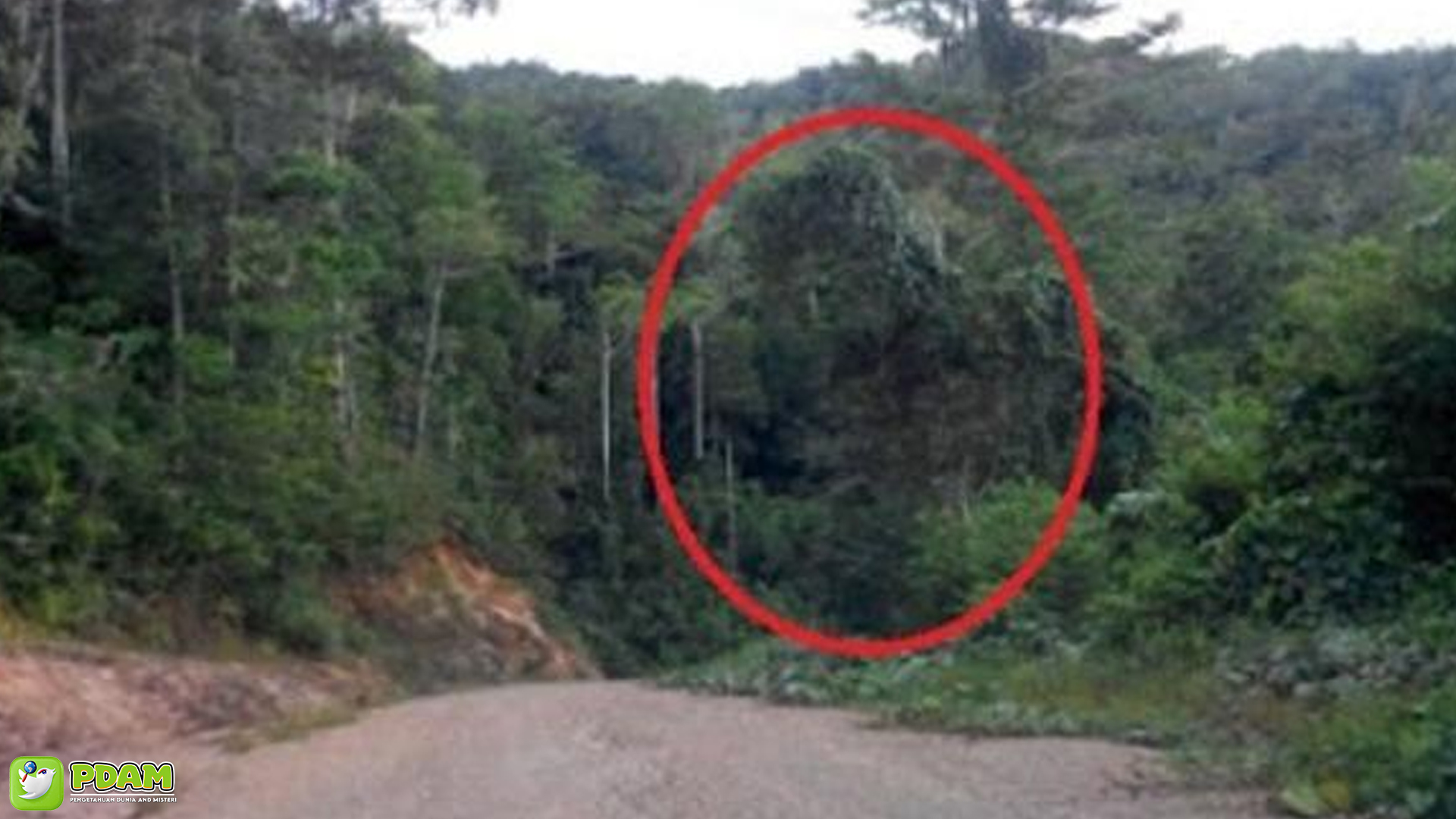 Hutan Tambakromo: 4 Fenomena Aneh yang Membuat Penasaran