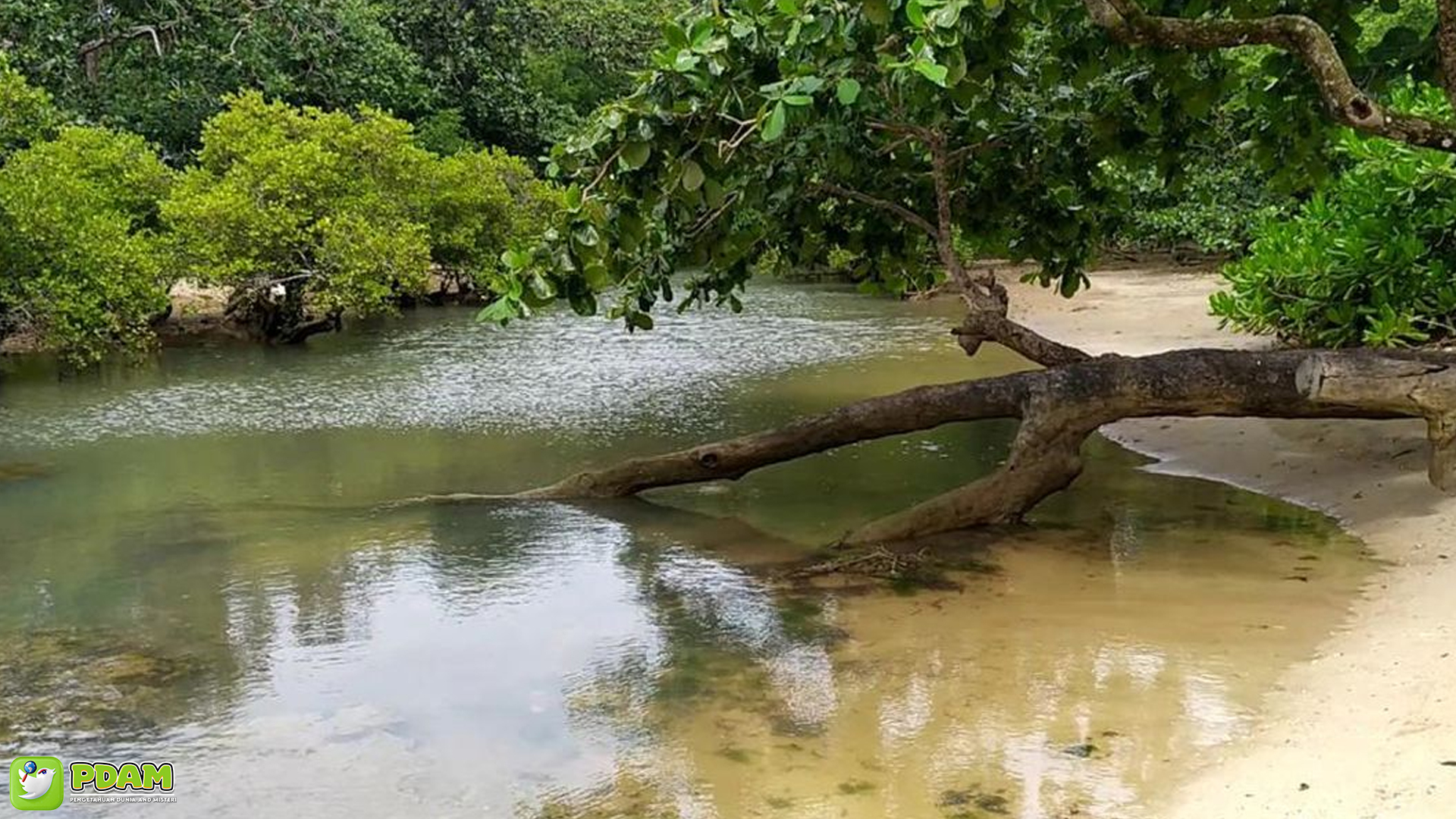 Hutan Leuweung Sancang: 3 Tempat Angker yang Wajib Tahu
