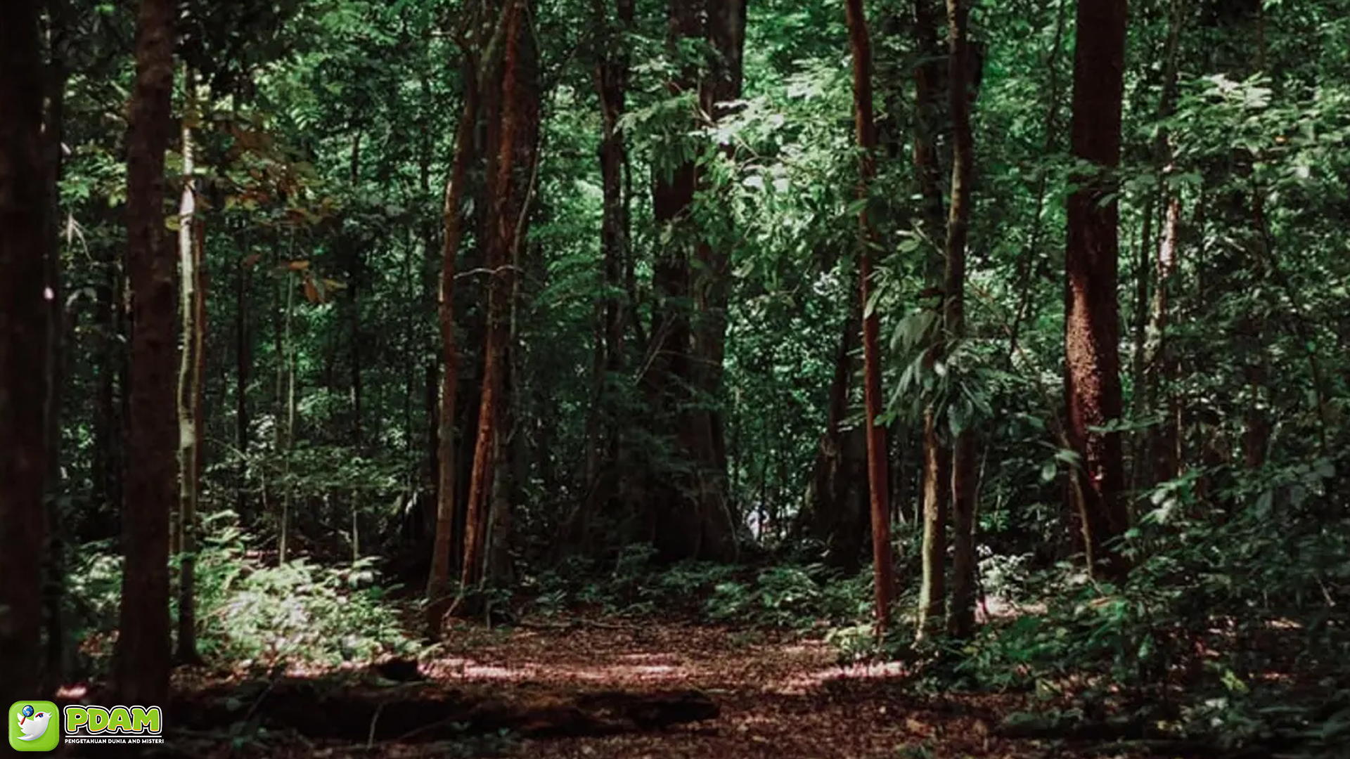 Eksplorasi 4 Fenomena Misterius Terselubung di Hutan Paloh