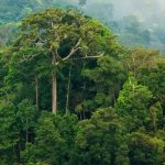 Eksplorasi 4 Fenomena Misterius Terselubung di Hutan Paloh