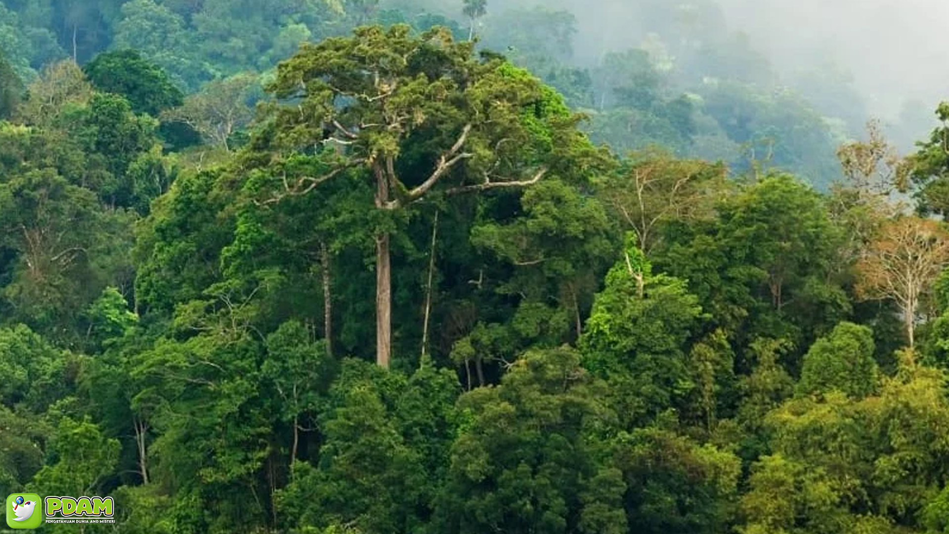 Eksplorasi 4 Fenomena Misterius Terselubung di Hutan Paloh