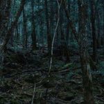 Hutan Sungai Bening: 5 Misteri yang Bikin Penasaran Penjelajah 6 Hutan Sungai Bening: 5 Misteri yang Bikin Penasaran Penjelajah