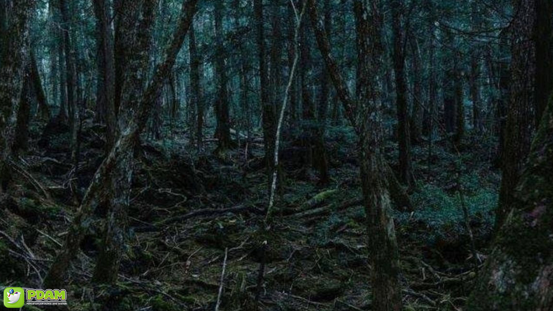 Hutan Sungai Bening: 5 Misteri yang Bikin Penasaran Penjelajah 3 Hutan Sungai Bening: 5 Misteri yang Bikin Penasaran Penjelajah