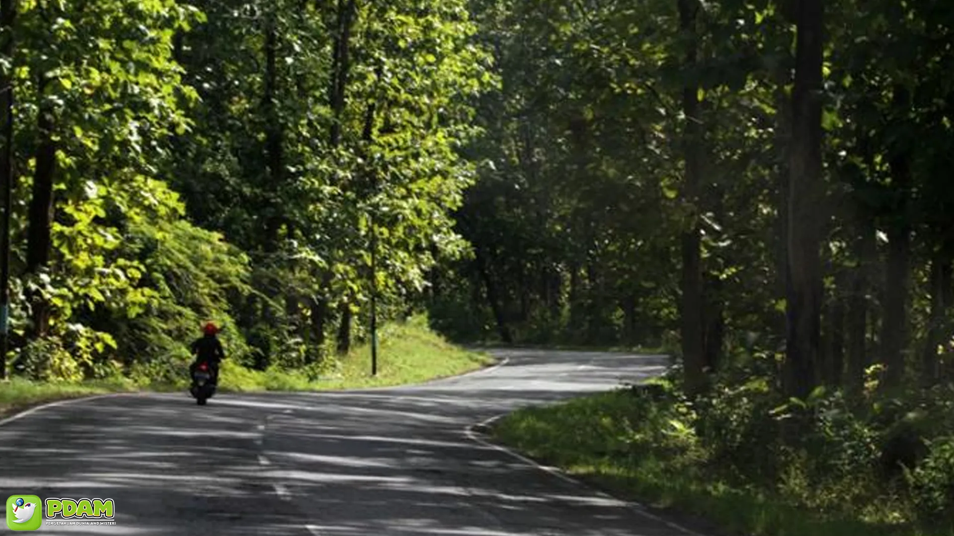 Alas Baluran: 5 Alasan Mengapa Tempat Ini Penuh Misteri 1 Alas Baluran: 5 Alasan Mengapa Tempat Ini Penuh Misteri