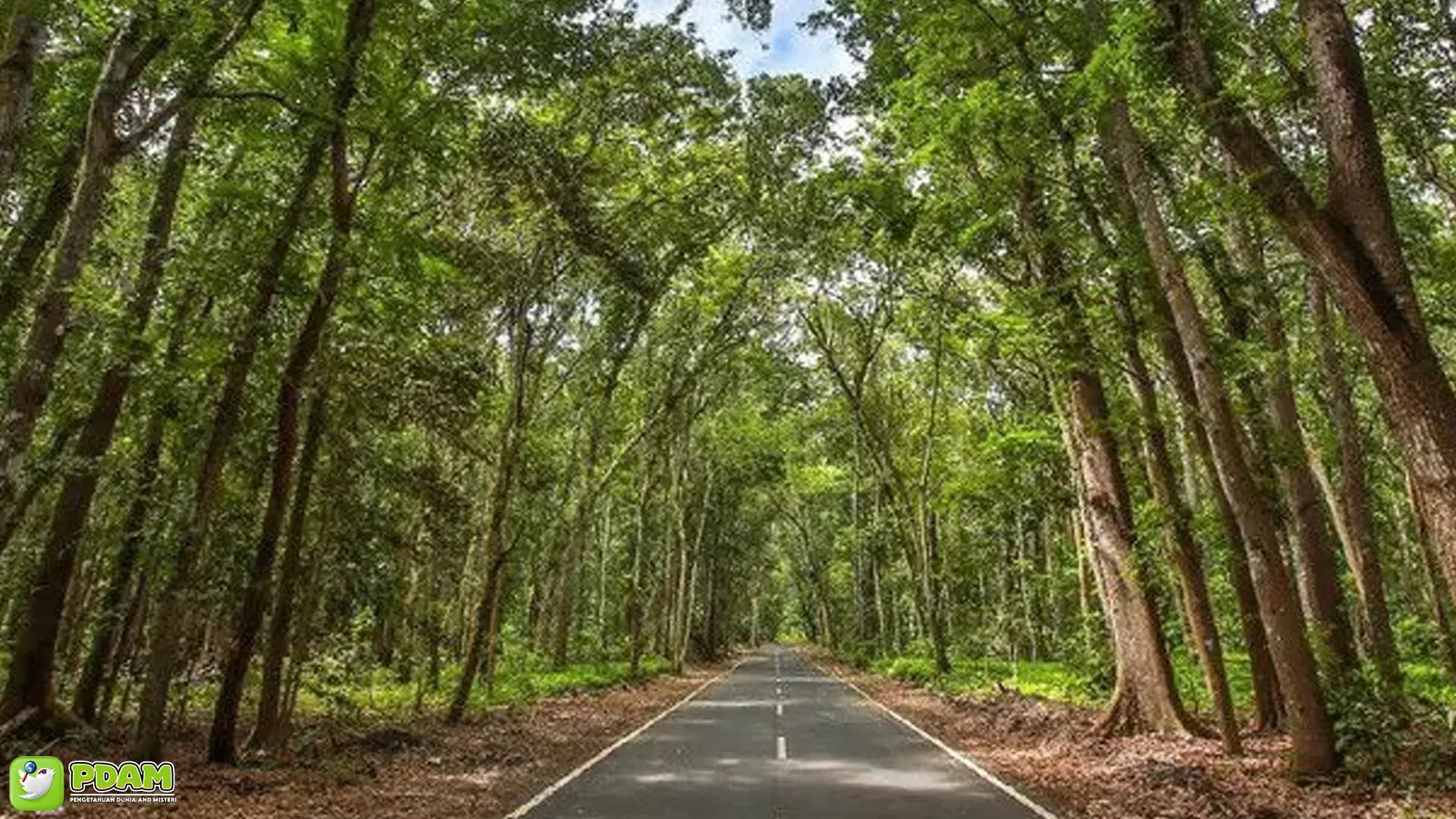 Alas Lali Jiwo: 4 Legenda dan Kisah Seram yang Mengelilinginya 2 Alas Lali Jiwo: 4 Legenda dan Kisah Seram yang Mengelilinginya