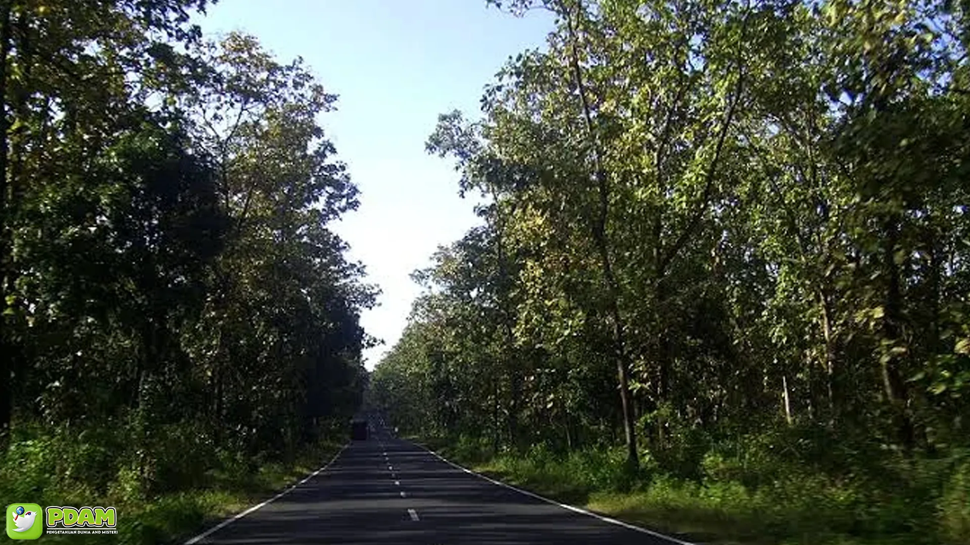 Alas Baluran: 5 Alasan Mengapa Tempat Ini Penuh Misteri 2 Alas Baluran: 5 Alasan Mengapa Tempat Ini Penuh Misteri