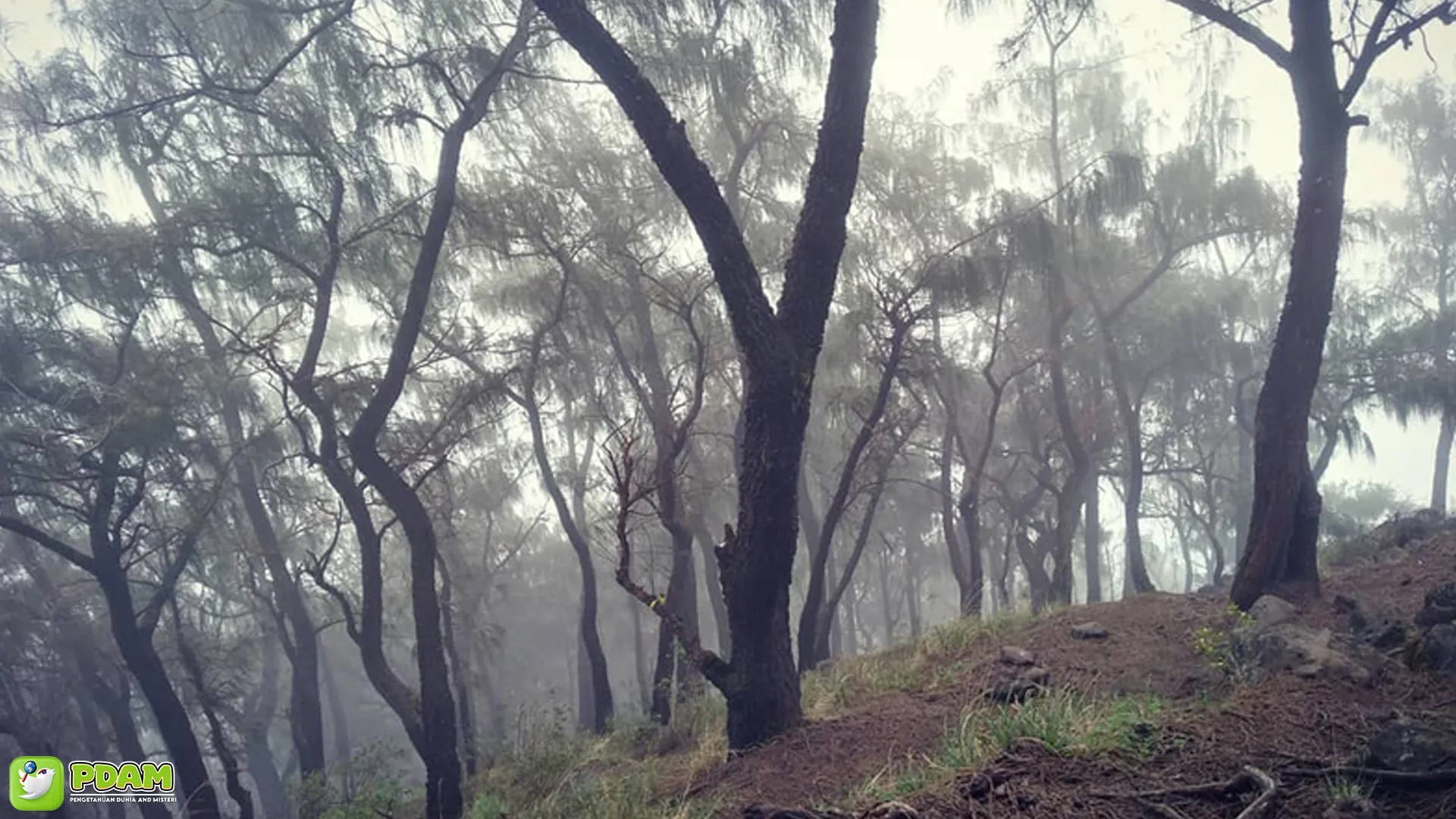 Alas Lali Jiwo: 4 Legenda dan Kisah Seram yang Mengelilinginya 1 Alas Lali Jiwo: 4 Legenda dan Kisah Seram yang Mengelilinginya