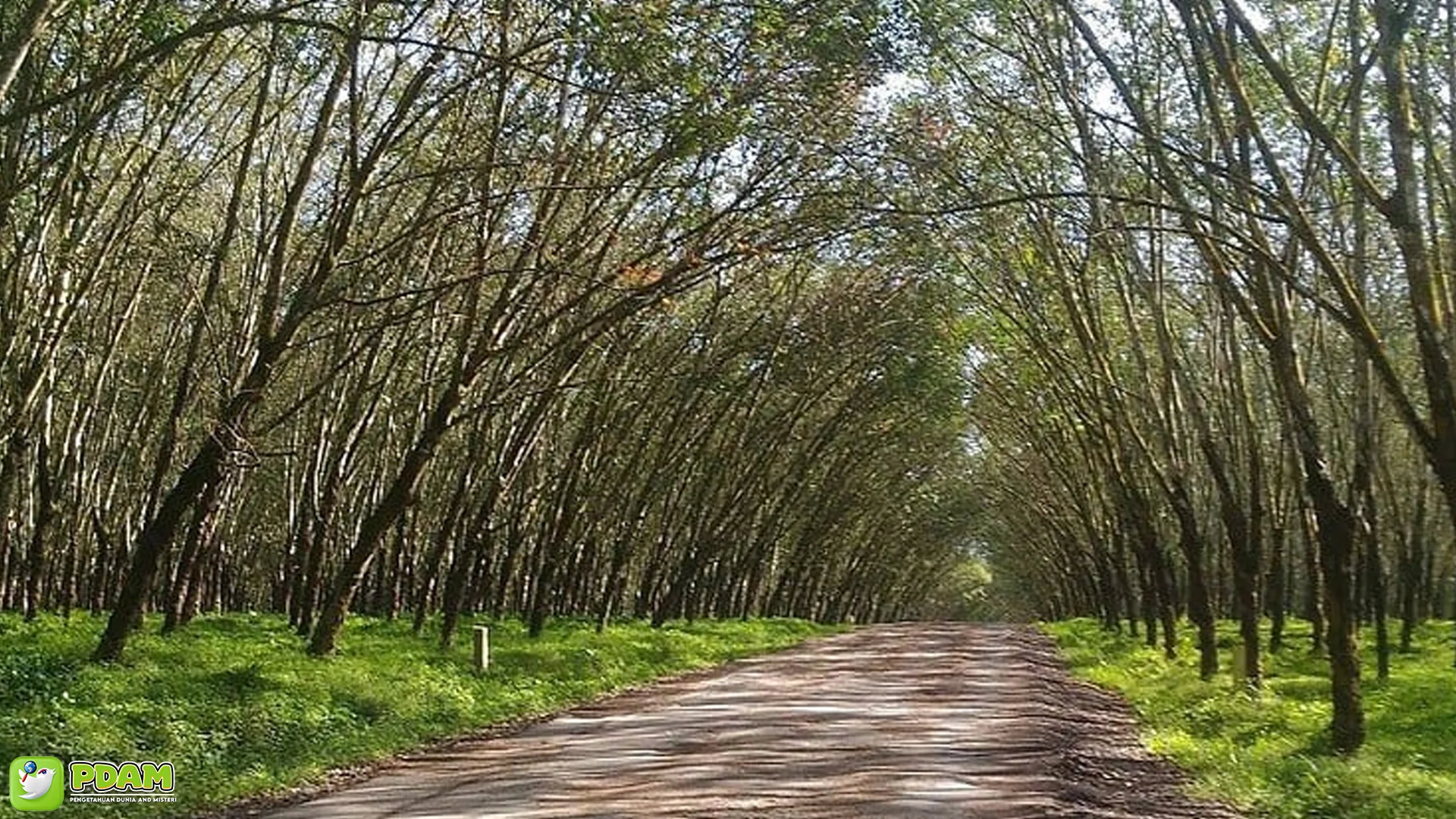 Misteri Tempat Kebun Karet Trikora: 5 Kisah Seram Wajib Dihindari 2 Misteri Tempat Kebun Karet Trikora: 5 Kisah Seram Wajib Dihindari