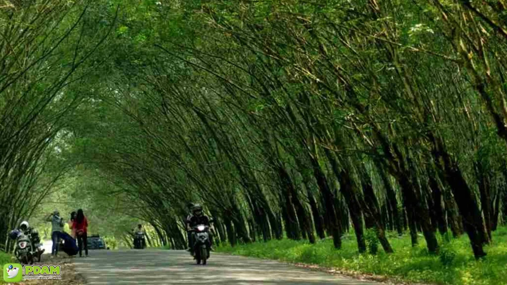 Misteri Tempat Kebun Karet Trikora: 5 Kisah Seram Wajib Dihindari 1 Misteri Tempat Kebun Karet Trikora: 5 Kisah Seram Wajib Dihindari